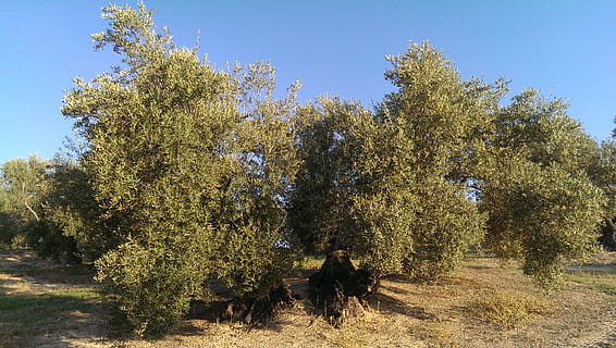 oliva, Úbeda, albero, pianta, crescita, cielo, natura, persone reali, giorno, cielo sereno, a piedi, luce del sole, stili di vita, donne, bellezza nella natura, retrovisore, adulto, terra, all'aperto, attività di svago, uomini, persone, 2K, CC0, dominio pubblico, privo di copyright