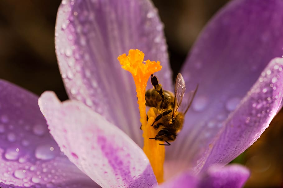 flor, abella, krokus, nèctar, primavera, planta amb flors, pètal, bellesa a la natura, fragilitat, frescor, vulnerabilitat, invertebrat, animal, planta, primer pla, fauna animal, insecte, temes d'animals, cap de flor, animals a la natura, creixement, un animal, pol·len, polinització, color rosa, porpra, cap gent, a l'aire lliure, safrà, 5K
