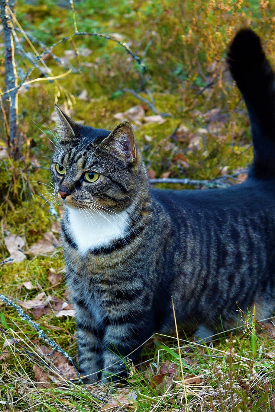 gatto, foresta, grigio, temi animali, animale, animali domestici, mammifero, un animale, domestico, felino, gatto domestico, vertebrato, terra, pianta, analizzare, cercare, guardare, campo, giorno, nessuno, ritratto, guardando lontano, natura, baffo, soriano, 5K