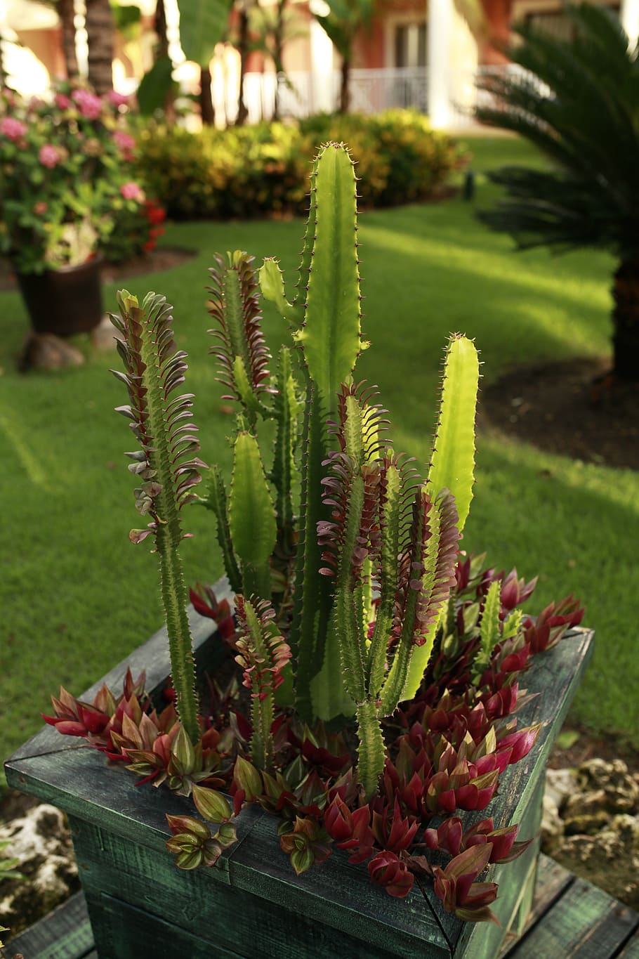 cacti, โรงแรม, ปลูก, สีเขียว, การเจริญเติบโต, ธรรมชาติ, พืชอวบน้ำ, ไม่มีคน, มุ่งเน้นไปที่เบื้องหน้า, วัน, ความงามในธรรมชาติ, ต้นกระบองเพชร, ใกล้ชิด, สนาม, ไม้กระถาง, กลางแจ้ง, หน้าบ้านหรือหลังบ้าน, หนาม, พฤกษศาสตร์, ความสด, แสงแดด, ดอกไม้, 5K