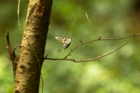 ragno, cicala, catturare, netto, insetto, invertebrato, fauna selvatica, animale, animali allo stato selvatico, temi animali, avvicinamento, un animale, concentrarsi sulle conoscenze acquisite, ragnatela, giorno, pianta, natura, aracnide, fragilità, nessuno, artropodo, messa a fuoco selettiva, all'aperto, web, gamba animale, 5K, CC0, dominio pubblico, privo di copyright
