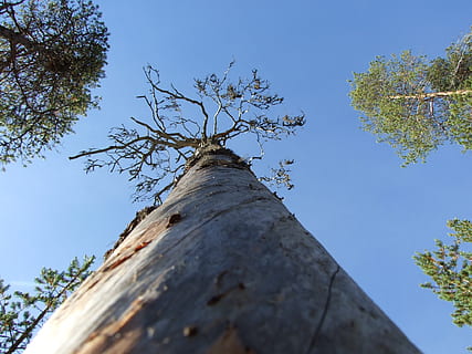 vecchio albero di pino, albero, filo, Inquadratura dal basso, pianta, cielo, tronco d'albero, ramo, tronco, natura, nessuno, giorno, alto - alto, all'aperto, direttamente sotto, blu, crescita, cielo sereno, legno - materiale, strutturato, bellezza nella natura, la tranquillità, baldacchino di albero, abbaiare, 1080P, CC0, dominio pubblico, privo di copyright
