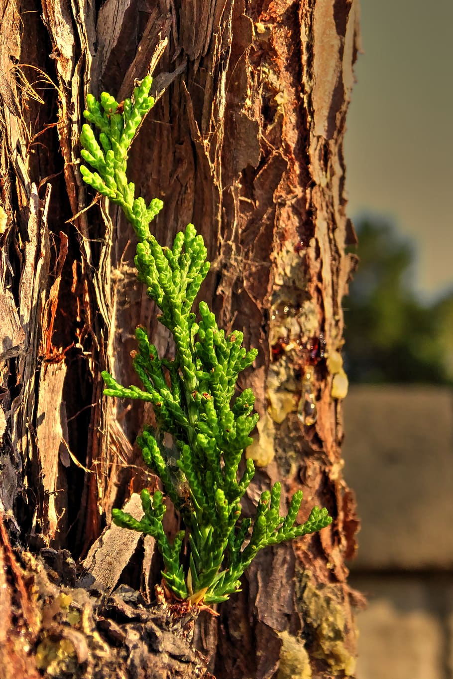 pine, sapling, tree, small growth, growth, tiny tree, green, plant, focus on foreground, trunk, tree trunk, nature, day, close-up, no people, outdoors, wood - material, green color, selective focus, textured, sunlight, rough, beauty in nature, bark, plant part, 4K