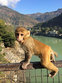 mico, bonic, Índia, muntanya, animal, primat, mamífer, temes d'animals, un animal, vertebrats, fauna animal, animals a la natura, dia, naturalesa, cap gent, barana, mirant la càmera, aigua, llum solar, a l'aire lliure, llac, 2K, CC0, domini públic, lliure de regalies