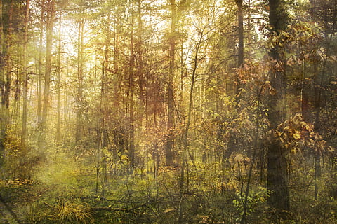 Frühling, Wald, Licht, Landschaft, Aussicht, sich ausruhen, Natur, Grün, ein dichter Wald, Baum, Laub, Hau ab, Vegetation, viel, weich, Flora, Die Sonne, Herbst, Buchse, Jahreszeiten, Nadelholz, Pflanze, Land, Ruhe, Schönheit in der Natur, Wachstum, ruhige Szene, keine Leute, Tag, Nicht-städtische Szene, Sonnenlicht, Szenen - Natur, draußen, idyllisch, Baumstamm, Streaming, Bambuspflanze, 4K, CC0, gemeinfrei, lizenzfrei