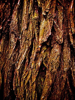 copac, trompă, latra, textură, texturată, trunchi de copac, fundaluri, cadru complet, stare brută, plantă, a închide, model, plante scoarță, maro, natură, nici o persoana, lemn - material, modelul natural, zi, creştere, în aer liber, texturat efect, starea naturala, 720P, CC0, domeniu public, fără drepturi de autor