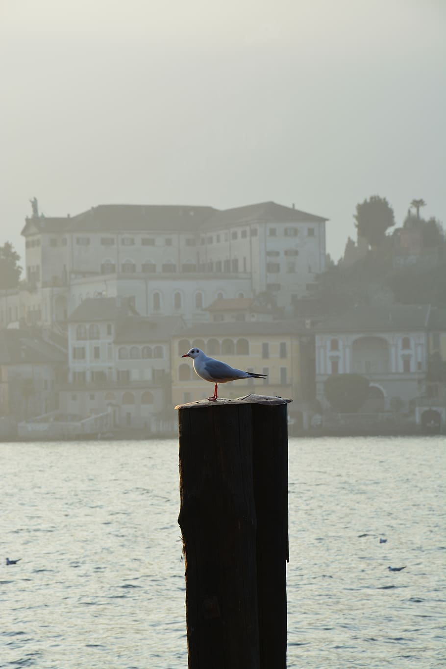 piemonte, llac orta, temes d'animals, animal, vertebrats, fauna animal, arquitectura, un animal, ocell, animals a la natura, estructura construïda, aigua, posat, exterior de l'edifici, naturalesa, publicació, cap gent, dia, edifici, post de fusta, gavina, a l'aire lliure, 5K