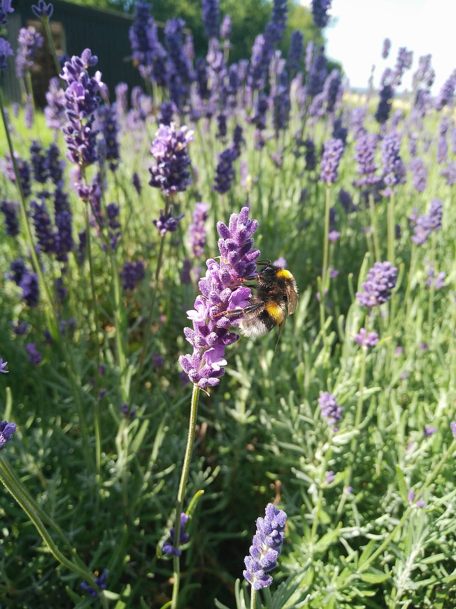 lavanda, bombo, viola, fiore, pianta fiorita, pianta, insetto, bellezza nella natura, ape, animali allo stato selvatico, invertebrato, fragilità, animale, vulnerabilità, freschezza, temi animali, fauna selvatica, un animale, crescita, testa di fiore, impollinazione, petalo, nessuno, 4K