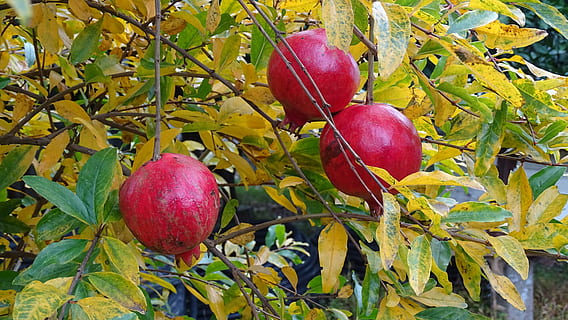 granaatappel, fruit, bazaar, eten en drinken, gezond eten, voedsel, versheid, rood, welzijn, blad, groei, deel van de plant, fabriek, natuur, geen mensen, boom, appel - fruit, dag, detailopname, fruit boom, buitenshuis, groene kleur, rijp, 5K, CC0, publiek domein, royaltyvrij