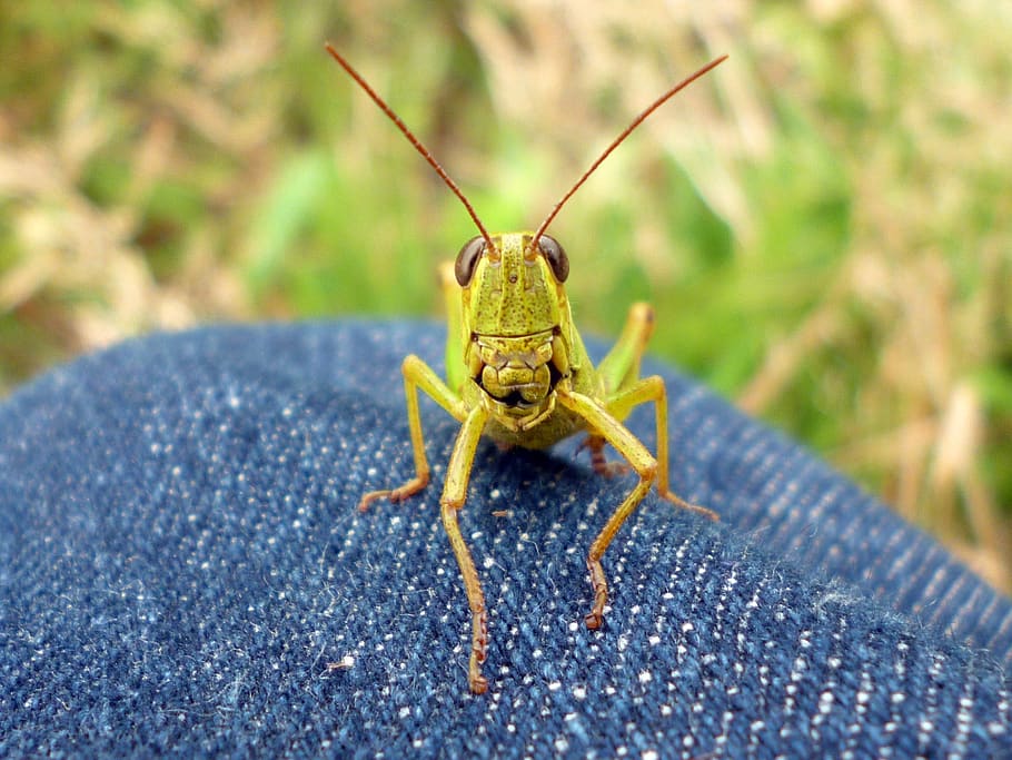natural, error, insecte, Llagosta, criatures, un animal, invertebrat, fauna animal, primer pla, animals a la natura, dia, part del cos humà, part del cos dels animals, gent, a l'aire lliure, naturalesa, centrar-se en primer pla, enfocament selectiu, part del cos, vista frontal, retrat, ull d’animals, 1080P