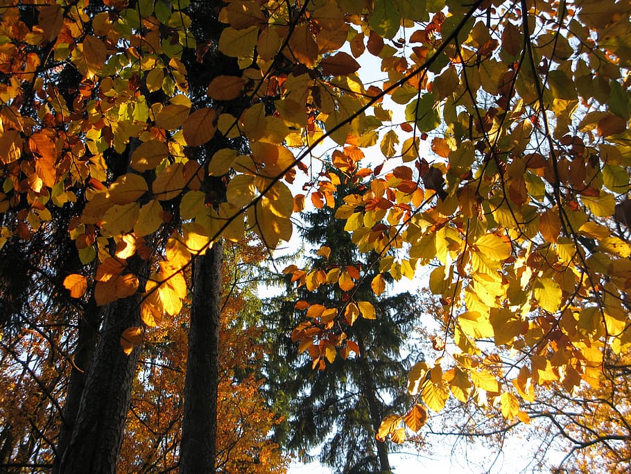 bosc de faigs, faig, bučina, llum, sol, sostre, la corona de l'arbre, tardor, marró, fulles, arbre caducifoli, fagus sylvatica, bosc, branca, arbres, branques, fullatge, escorça, cel, groc, planta, rajos reflectits, naturalesa, raigs, brillant, fulles caigudes, arbres de copa, reflexions, colors, vista, arbre, creixement, vista d’angle baix, canvi, bellesa a la natura, full, color taronja, part de la planta, cap gent, dia, tranquil·litat, a l'aire lliure, tronc de l'arbre, tronc, penjant, fulla d'auró, col·lecció de tardor, taronja, copa de l'arbre, 4K