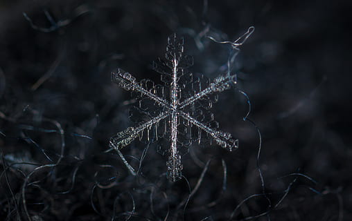 floco de neve, macro, neve, lã, fechar-se, natureza, ninguém, temperatura fria, focar em primeiro plano, inverno, fragilidade, vulnerabilidade, dia, plantar, celebração, congeladas, seco, ao ar livre, planta seca, forma de estrela, foco seletivo, gelo, planta morta, 4K, CC0, domínio público, royalty free