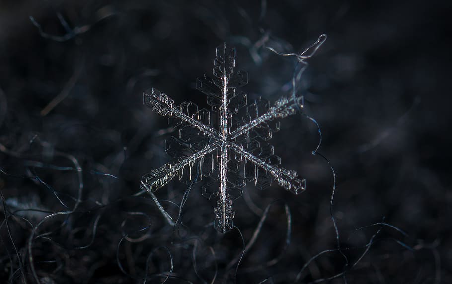 floco de neve, macro, neve, lã, fechar-se, natureza, ninguém, temperatura fria, focar em primeiro plano, inverno, fragilidade, vulnerabilidade, dia, plantar, celebração, congeladas, seco, ao ar livre, planta seca, forma de estrela, foco seletivo, gelo, planta morta, 4K