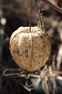 physalis, suchý, podzim, ovoce, suší se, jídlo, jídlo a pití, detail, zaměřit se na popředí, nikdo, Zdravé stravování, rostlina, den, svěžest, selektivní zaměření, Příroda, venku, přistát, hnědý, pole, blahobyt, růst, závěsný, zralý, 4K, CC0, veřejná doména, bez autorských práv