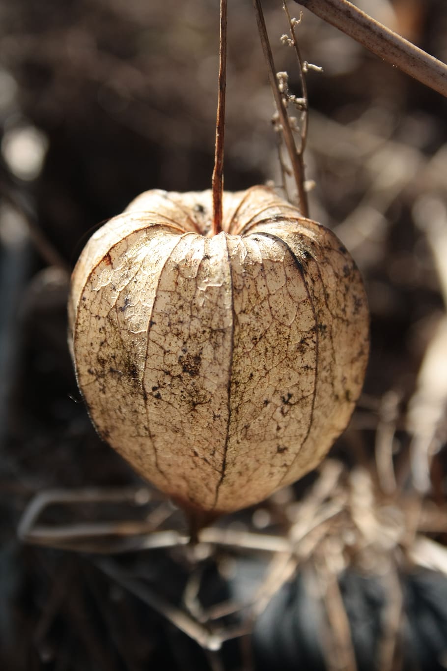 physalis, sec, caure, fruita, menjar, menjar i beguda, primer pla, centrar-se en primer pla, cap gent, alimentació saludable, planta, dia, frescor, enfocament selectiu, naturalesa, a l'aire lliure, terra, marró, camp, benestar, creixement, penjant, madur, 4K