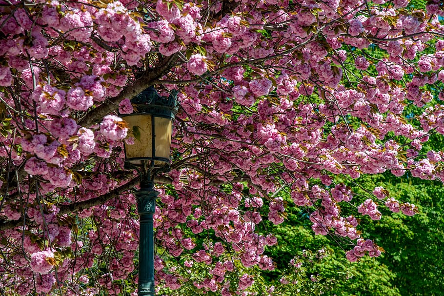 primavera, arbre, flors, reverberatori, planta amb flors, flor, planta, creixement, fragilitat, color rosa, vulnerabilitat, naturalesa, bellesa a la natura, branca, frescor, cap gent, flor de cirerer, vista d’angle baix, dia, estructura construïda, arquitectura, a l'aire lliure, cirerer, 5K
