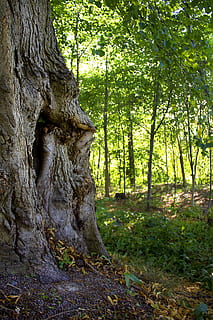 boom, loofbos, groen, boomstam, fabriek, land-, romp, Bos, groei, natuur, geen mensen, dag, schoonheid in de natuur, kalmte, buitenshuis, groene kleur, bos-, rustige scène, niet-stedelijke scène, scenics - natuur, deel van de plant, wortel, schors, 5K, CC0, publiek domein, royaltyvrij