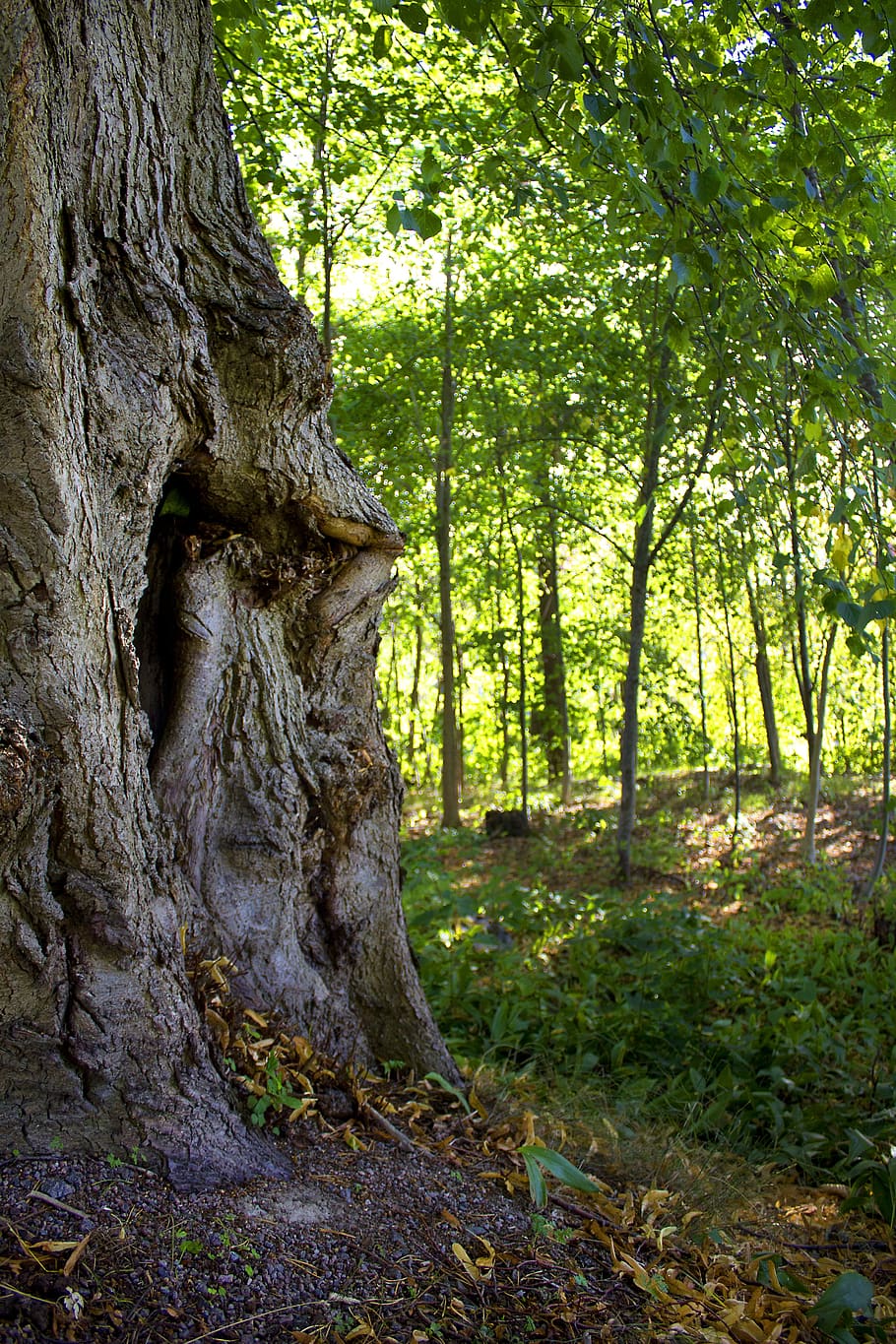 Baum, Laubwald, Grün, Baumstamm, Pflanze, Land, Kofferraum, Wald, Wachstum, Natur, keine Leute, Tag, Schönheit in der Natur, Ruhe, draußen, grüne Farbe, ruhige Szene, Nicht-städtische Szene, Szenen - Natur, Pflanzenteil, Wurzel, Borke, 5K
