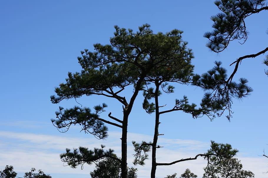 kradueng, penya-segat, cel, dos pins, arbre, planta, creixement, vista d’angle baix, naturalesa, cap gent, bellesa a la natura, dia, tranquil·litat, blau, branca, a l'aire lliure, cel clar, escenics - natura, escena tranquil·la, llum solar, tronc de l'arbre, tronc, color verd, 1080P