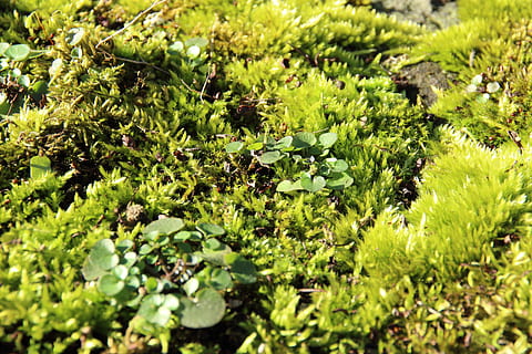 Moos, Wald, weich, Grün, flauschige, grüne Farbe, Wachstum, Pflanze, selektiver Fokus, Natur, Blatt, Pflanzenteil, keine Leute, Tag, Land, Nahansicht, Feld, Sonnenlicht, Ruhe, draußen, Schönheit in der Natur, Vollbild, High Angle View, üppiges Laub, Laub, Blätter, 5K, CC0, gemeinfrei, lizenzfrei