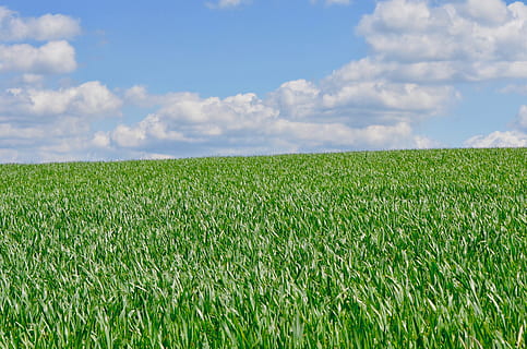 cornfield, sky, clouds, spring, arable, field, agriculture, landscape, cereals, arable land, green, sunny, plant, green color, land, cloud - sky, environment, growth, rural scene, nature, scenics - nature, tranquility, crop, tranquil scene, beauty in nature, horizon, no people, cereal plant, outdoors, 4K, CC0, public domain, royalty free