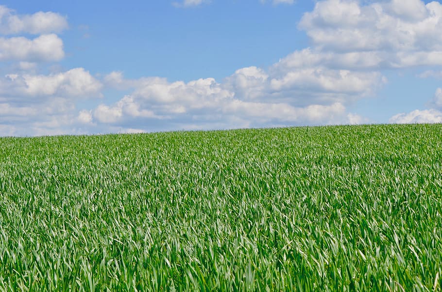 lan, cer, nori, primăvară, arabil, camp, agricultură, peisaj, cereale, teren arabil, verde, însorit, plantă, Culoarea verde, teren, nor - cer, mediu inconjurator, creştere, rural, natură, scenice - natura, liniște, a decupa, o scenă liniștită, frumusețe în natură, orizont, nici o persoana, planta de cereale, în aer liber, 4K