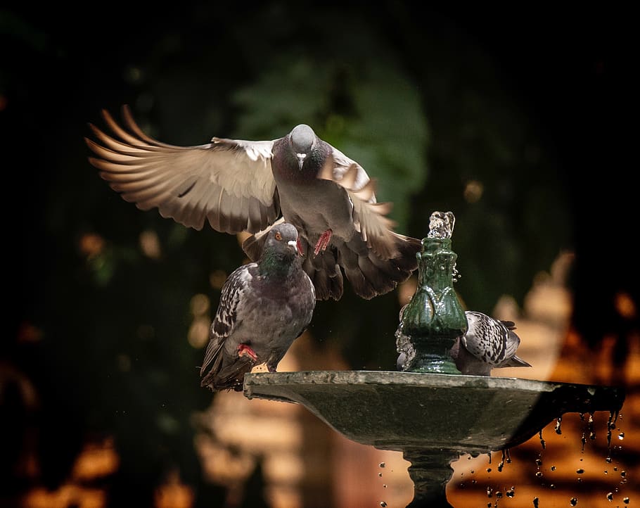 estiu, font, coloms, fresc, ocell, animal, vertebrats, temes d'animals, animals a la natura, fauna animal, volant, ales separades, centrar-se en primer pla, grup d’animals, moviment, cap gent, naturalesa, ala dels animals, dia, primer pla, a l'aire lliure, dos animals, 2K