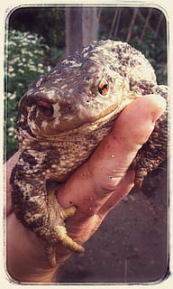 toad, hand, large, frog, one animal, transfer print, auto post production filter, animal wildlife, vertebrate, close-up, animals in the wild, reptile, human hand, day, animal body part, holding, focus on foreground, people, outdoors, lizard, marine, 2K, CC0, public domain, royalty free