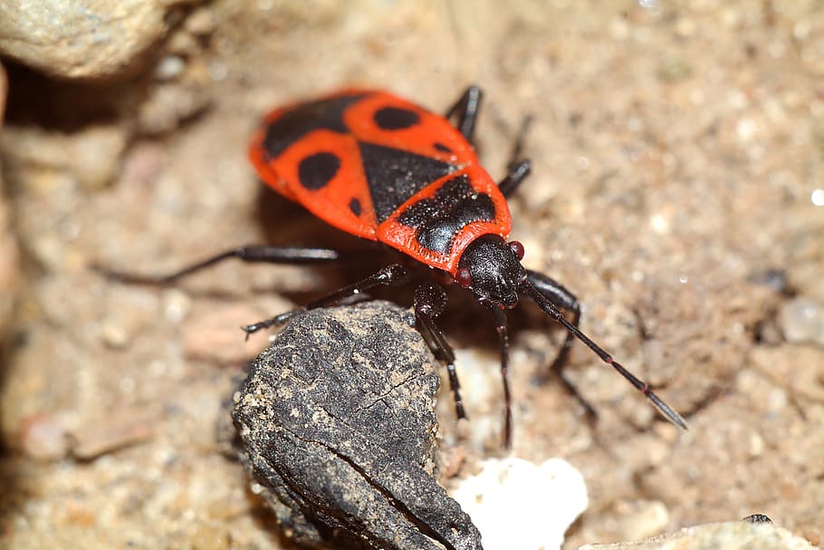 Smith sense ala, insecte, primer pla, macro, temes d'animals, animals a la natura, animal, fauna animal, un animal, invertebrat, escarabat, naturalesa, dia, cap gent, vermell, a l'aire lliure, centrar-se en primer pla, rock, rock - object, tacat, zoologia, terra, 5K