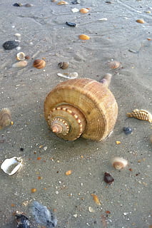 conch, shell, seashell, beach, seashells, shells, sand, animal, animal shell, animal wildlife, mollusk, close-up, no people, animal themes, snail, day, animals in the wild, nature, invertebrate, water, high angle view, gastropod, one animal, land, wet, outdoors, 2K, CC0, public domain, royalty free