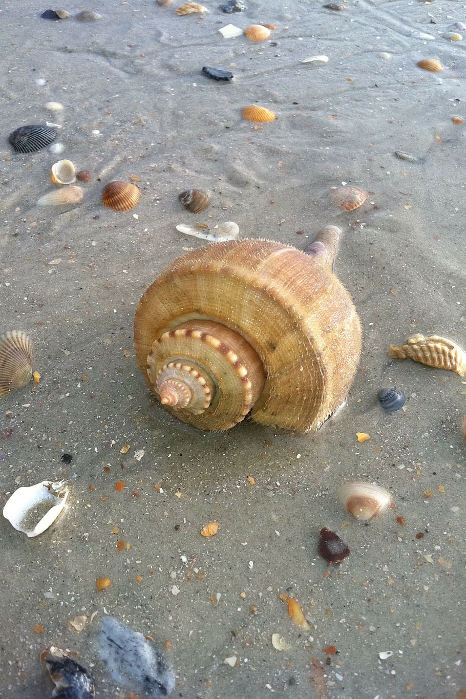 ulita, shell, mušle, pláž, písek, zvíře, zvířecí shell, zvířat, měkkýš, detail, nikdo, hlemýžď, den, zvířata ve volné přírodě, Příroda, bezobratlý, voda, vysoký úhel pohledu, plži, jednoho zvířete, přistát, mokré, venku, 2K