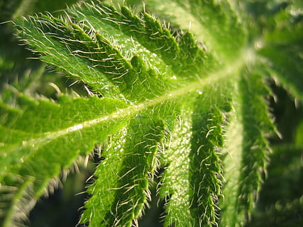 Farn, Makro, Blatt, grüne Farbe, Wachstum, Pflanze, Schönheit in der Natur, Pflanzenteil, keine Leute, Nahansicht, Natur, Tag, Frische, draußen, selektiver Fokus, Vollbild, Hintergründe, Fokus auf den Vordergrund, natürliches Muster, Grün, Ruhe, Zerbrechlichkeit, Blätter, stachelig, 2K, CC0, gemeinfrei, lizenzfrei