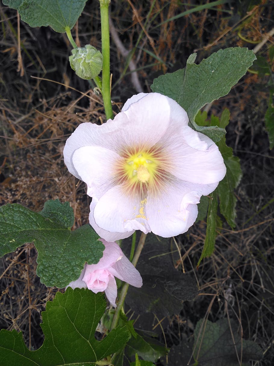 flor, primavera, ot, planta amb flors, planta, fragilitat, vulnerabilitat, frescor, pètal, bellesa a la natura, creixement, inflorescència, cap de flor, primer pla, naturalesa, terra, cap gent, dia, Color blanc, centrar-se en primer pla, camp, a l'aire lliure, pol·len, porpra, 4K