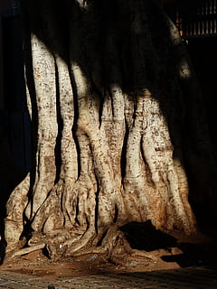 árbol, Iniciar sesión, raíz, tribu, grande, masivo, árbol de laurel, azores-laurel, laurel canario, laurus azorica, persea azorica, invernadero de laurel, lauráceas, tronco de arbol, nadie, el maletero, naturaleza, de cerca, adentro, planta, material de madera, crecimiento, modelo, parte del cuerpo, patrón natural, día, texturizado, hueso, luz del sol, Arte y artesanía, 4K, CC0, dominio público, libre de derechos
