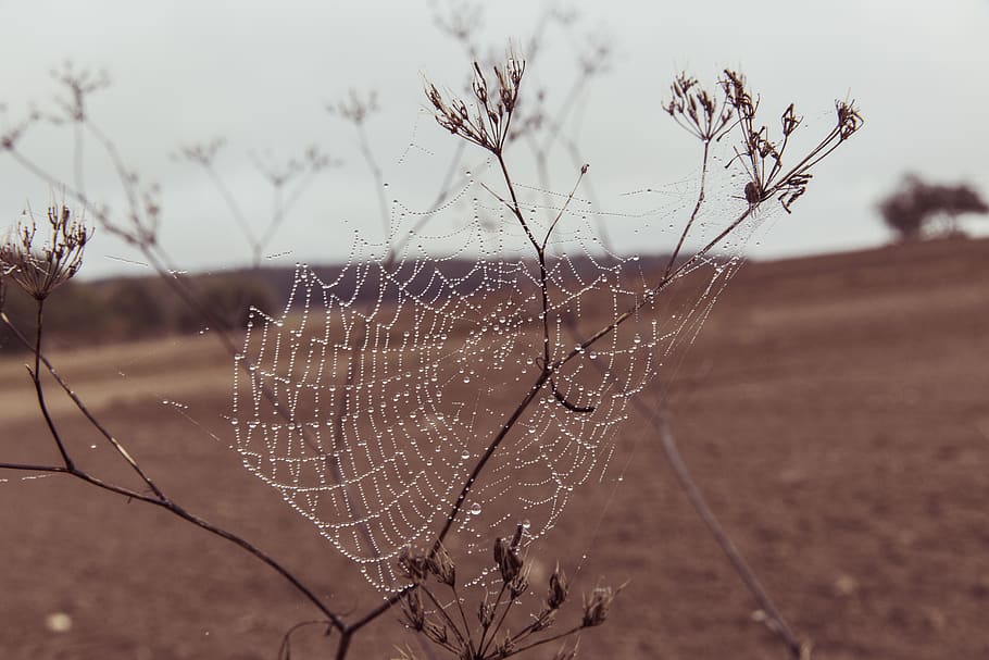 teranyina, web, aranya, naturalesa, cas, gota de rosada, xarxes tenses, primer pla, insecte, morgentau, araneus, rosada del matí, tela d'aranya amb comptes d'aigua, conservació de la natura, perles, fragilitat, centrar-se en primer pla, vulnerabilitat, planta, cap gent, bellesa a la natura, dia, terra, a l'aire lliure, tirar, camp, tranquil·litat, sec, arbre, aigua, humit, complexitat, 5K