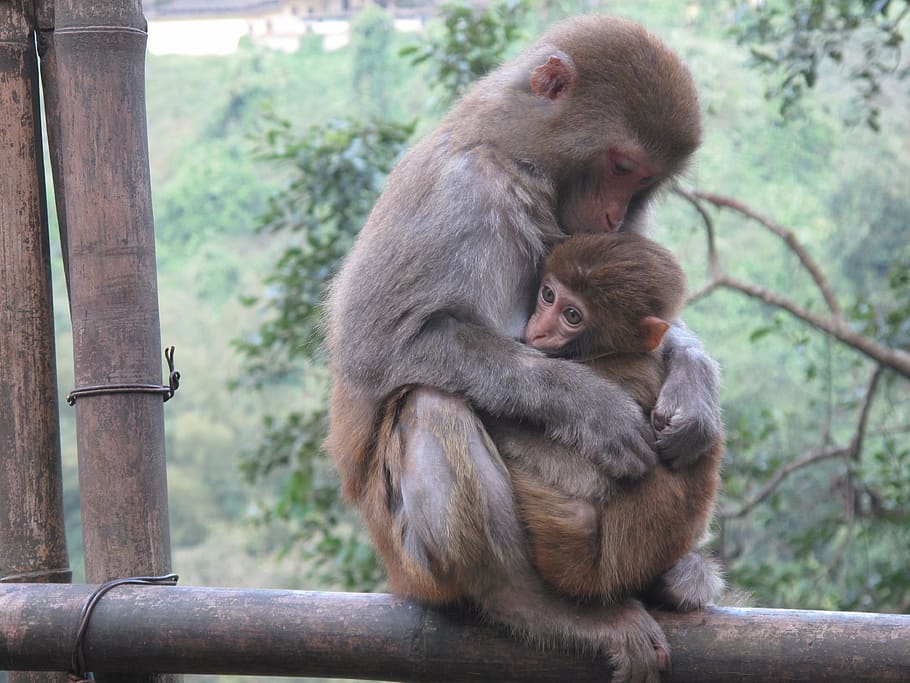 mico, macaque, animal, primats, mamífer, animals a la natura, fauna animal, primat, grup d’animals, família d’animals, vertebrats, dos animals, animal jove, unió, dia, assegut, cap gent, centrar-se en primer pla, animal femení, a l'aire lliure, cura, 4K