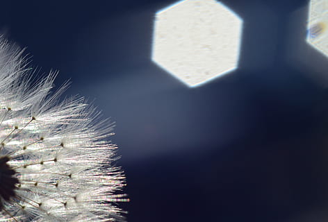 løvetann, bakgrunnsbelysning, stråler, sollys, helvete, nærbilde, makro, bakgrunn, natur, glitter, flygende frø, følsom, blå, paraply, shimmer, ingen folk, dag, anlegg, skjønnhet i naturen, utendørs, blomstrende plante, blomst, vekst, friskhet, mykhet, fokusere på forgrunnen, kopiere plass, sårbarhet, hvit farge, skjørhet, skygge, land, 5K, CC0, offentlig domene, opphavsrett gratis