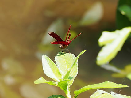 dragonfly, red, rest, insect, animal themes, invertebrate, one animal, animal wildlife, animal, animals in the wild, leaf, plant part, plant, green color, close-up, growth, nature, beauty in nature, day, focus on foreground, animal wing, no people, flower, outdoors, butterfly - insect, butterfly, 4K, CC0, public domain, royalty free