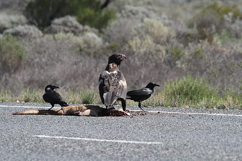 àguila, wedgetail, ocell, vertebrats, temes d'animals, animals a la natura, grup d’animals, animal, fauna animal, dia, naturalesa, posat, enfocament selectiu, a l'aire lliure, cap gent, dos animals, planta, arbre, transport, carretera, colom, color negre, ramat d’ocells, 5K, CC0, domini públic, lliure de regalies