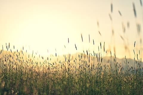 grüne Wiese, Gras, Pflanze, Rasen, Schilf, Sonne, Lebensmittel, Gemüse, Korn, produzieren, Sonnenuntergang, Vegetation, agropyron, Feld, Knie, Nebel, Natur, Lauch, Samen, Weizen, Wachstum, Schönheit in der Natur, Land, Himmel, Ruhe, Landschaft, Landwirtschaft, keine Leute, ruhige Szene, selektiver Fokus, ländliche Szene, Szenen - Natur, Tag, Ernte, klarer Himmel, Bauernhof, draußen, Stiel, Lieschgras, 5K, CC0, gemeinfrei, lizenzfrei