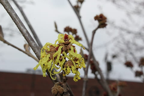 fleur, différent, authentique, plante, plante à fleurs, se concentrer sur le premier plan, beauté dans la nature, croissance, fragilité, vulnérabilité, fermer, journée, arbre, personne, la nature, fraîcheur, jaune, en plein air, branche, pétale, tige de la plante, tête de fleur, fleur de cerisier, 5K, CC0, domaine public, libre de droits