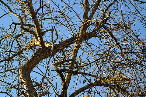 albero, rami, albero di mele, vischio, pianta, Inquadratura dal basso, ramo, cielo, natura, nessuno, cielo sereno, albero nudo, giorno, all'aperto, la tranquillità, bellezza nella natura, crescita, luce del sole, tronco d'albero, tronco, sfondi, blu, alto - alto, baldacchino di albero, 5K, CC0, dominio pubblico, privo di copyright
