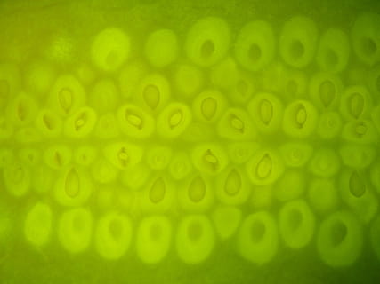 Textur, Grün, Makro, Rost, grüne Farbe, Hintergründe, Nahansicht, Wasser, Muster, abstrakt, keine Leute, texturiert, Vollbild, Natur, Frische, Blase, fallen, Bewegung, drinnen, selektiver Fokus, nass, Gelb, grüner Hintergrund, Struktureffekt, 2K, CC0, gemeinfrei, lizenzfrei
