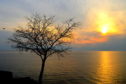 moln, himmel, träd, himlen moln, se, molntäcke, landskap, natur, sommar, solen, solnedgång, vatten, scenics - natur, hav, lugn, skönhet i naturen, lugn plats, horisont, moln - himmel, horisont över vatten, inget folk, orange färg, Sol, idyllisk, silhuett, växt, utomhus, 5K, CC0, offentligt domän, royaltyfria