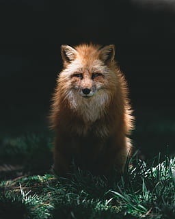 Volpe rossa, animale, canino, natura, Volpe, mammifero, kit volpe, cane, animale domestico, orso, lupo, lupo Rosso, volpe grigia, pianta, erba, puzzola, coyote, grugno, prato, canna, un animale, temi animali, fauna selvatica, animali allo stato selvatico, ritratto, nessuno, guardando la fotocamera, vista frontale, avvicinamento, vertebrato, all'aperto, giorno, animali domestici, in piedi, parte del corpo animale, testa di animale, 4K, CC0, dominio pubblico, privo di copyright