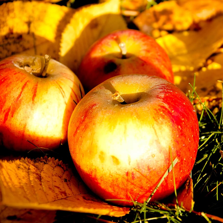 inesperat, tardor, poma, menjar i beguda, menjar, alimentació saludable, frescor, fruita, benestar, primer pla, cap gent, centrar-se en primer pla, fruita de poma, natura morta, naturalesa, color taronja, grup d'objectes, vegetals, planta, orgànic, a l'aire lliure, full, vermell, madur, 2K