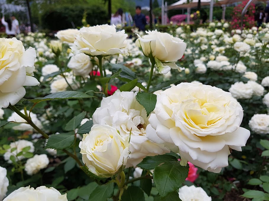 Rose, parkere, Korea, blomstrende plante, blomst, skønhed i naturen, plante, sårbarhed, hvid farve, skrøbelighed, friskhed, kronblad, tæt på, blomsterhoved, blomsterstand, natur, rosenblomst, fokus på forgrunden, vækst, ingen mennesker, blad, plante del, udendørs, buket, blomster arrangement, blødhed, 4K