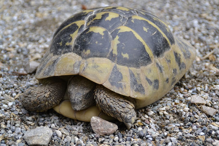 tartaruga, selvaggio, panzer, strisciare, temi animali, fauna selvatica, animale, rettile, animali allo stato selvatico, roccia, solido, un animale, natura, vertebrato, avvicinamento, nessuno, roccia - oggetto, conchiglia, terra, giorno, concentrarsi sulle conoscenze acquisite, guscio di animale, all'aperto, guscio di tartaruga, ciottolo, marino, 4K