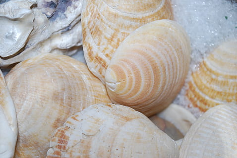 scoică, mare, crustacee, coajă, memorie, natură, mucegai scoici, coastă, plajă, mancare si bautura, alimente, a închide, prospeţime, nici o persoana, natură moartă, cadru complet, fundaluri, în interior, coajă de animale, grup mare de obiecte, alegere, variație, vedere în unghi mare, texturată, model, copt, modelul natural, mancare frantuzeasca, 4K, CC0, domeniu public, fără drepturi de autor