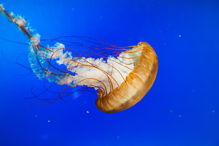 meduses marrons, animal, la vida marina, invertebrat, meduses, jardins malhumorats, galveston, tx, petxina de mar, cloïssa, anemone de mar, aquàtics, aigua, aquari, peix, Angelfish, pop, snorkel, busseig, bussejador, esports, esport, sota l'aigua, animals a la natura, mar, temes d'animals, marí, fauna animal, blau, submarí, nedar, naturalesa, tentacle, cap gent, grup d’animals, flotant a l'aigua, a l'aire lliure, fons blau, verinós, que flueix, 5K